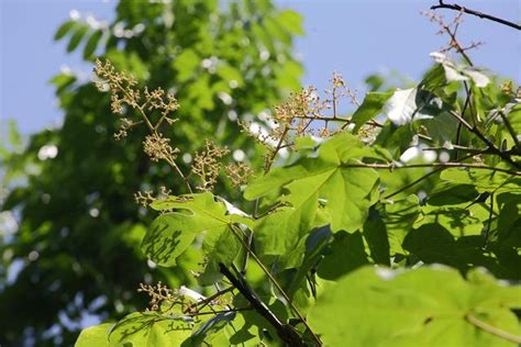 梧桐樹鳳凰|鳳凰棲息的梧桐樹到底長什麼樣？干、葉、花、果一睹為快